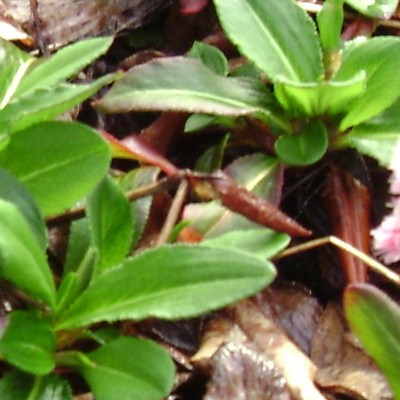 Persicaria affinis 'Kabouter' - Persicaria affinis 'Kabouter'