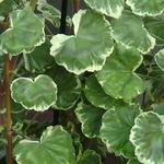 Pelargonium 'Madame Salleron' - 