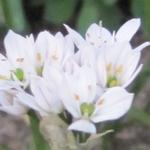 Allium neapolitanum - Ail de Naples 