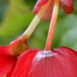 Begonia bertinii - 