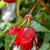 Begonia bertinii