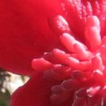 Schisandra rubriflora - 