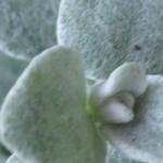 Helichrysum petiolare 'Silver' - 