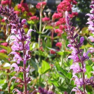 Salvia pratensis 'Pink Delight' - 
