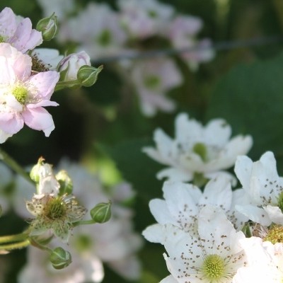 Rubus fruticosus 'Thornless Evergreen' - Rubus fruticosus 'Thornless Evergreen'