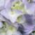 Hydrangea macrophylla  'Nikko Blue'