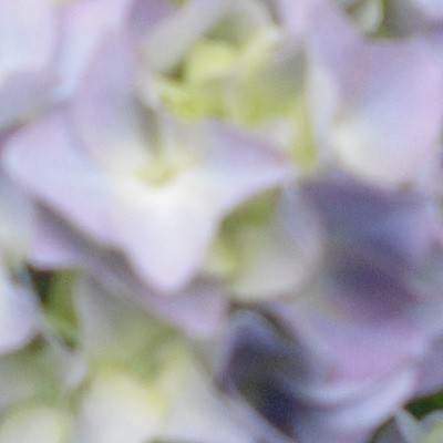 Hydrangea macrophylla  'Nikko Blue' - 