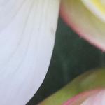 Begonia pendula 'Angel Falls Soft Pink' - 