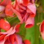 Pelargonium 'Red Rambler' - 