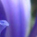 Iris x Hollandica 'Sapphire Beauty' - 