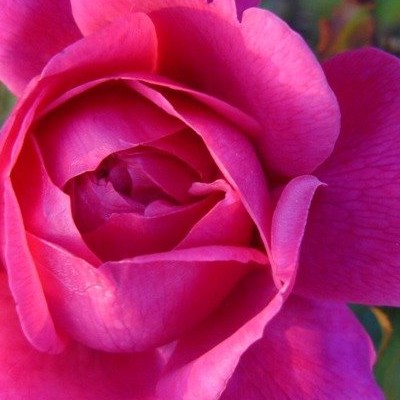 Rosa 'Cottage Rose' - 