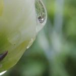 Dianthus plumarius 'Double White' - 