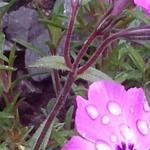 Phlox subulata 'EARLY SPRING Purple' - 