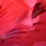 Pelargonium 'Grandma Fischer' - 