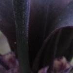 Iris chrysographes 'Black Form' - 
