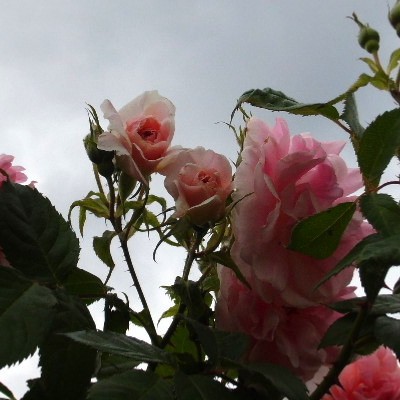 Rosa 'Kir Royal' - 