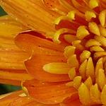 Chrysanthemum 'Dixter Orange' - 