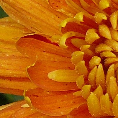 Chrysanthemum 'Dixter Orange' - 