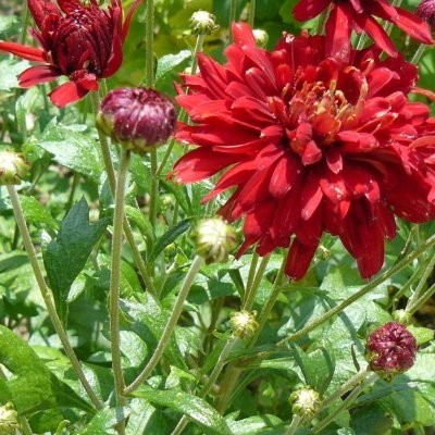 Chrysanthemum rubellum  'Duchess of Edinburgh' - Chrysanthemum rubellum 'Duchess of Edinburgh' - Chrysanthemum rubellum  'Duchess of Edinburgh'