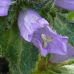 Campanula cervicaria - Campanula cervicaria - Campanule à fleurs en tête