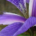 Iris x robusta 'Gerald Darby' - 