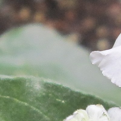 Salvia farinacea 'SALLYFUN Snow White' - 