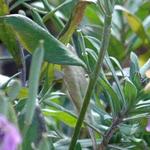Erysimum linifolium 'Jenny Brook' - 