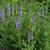 Salvia nemorosa 'Blauhügel'