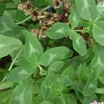 Trifolium pratense - Trèfle des prés