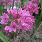 Allium oreophilum - 