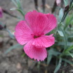 Dianthus gratianopolitanus 'Dinetta Lila' - 