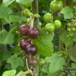 Ribes nigrum 'Ojebyn' - 