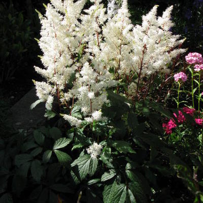 Astilbe x arendsii  'Rock and Roll' - 
