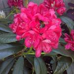 Rhododendron 'Nova Zembla' - Rhododendron 'Nova Zembla'