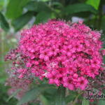 Spiraea japonica 'Country Red' - 