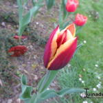 Tulipa 'Gavota' - 