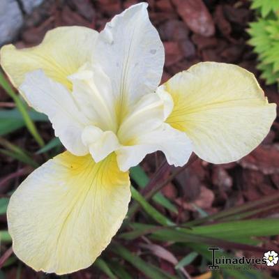 Iris sibirica 'Butter and Sugar' - Iris sibirica 'Butter and Sugar'