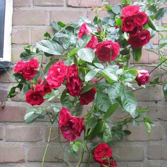 Rosier grimpant Rosa “Pauls Scarlet” Hauteur 40 cm Fleurs rouges parfumées Pot Ø 17cm 
