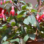 Fuchsia 'Kokarde' - 