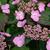 Hydrangea  serrata  'Spreading Beauty'