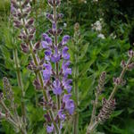 Salvia hians - 
