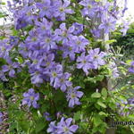 Clematis viticella 'Prince Charles' - 