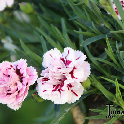 Dianthus plumarius 'Velvet 'n Lace' - 
