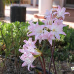 Amaryllis belladonna - Amaryllis belladonna - Belladonnalilie