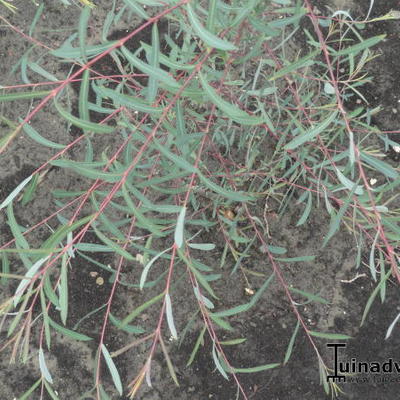 Salix purpurea 'Nancy Saunders' - 