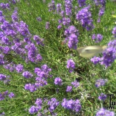 Lavandula angustifolia - Lavandula angustifolia