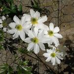 Clematis 'Early Sensation' - 