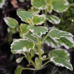 Plectranthus coleoides 'Variegata' - 