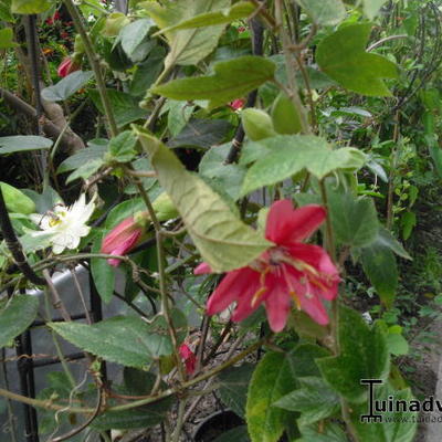 Passiflora - 