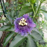 Passiflora - Passiflore